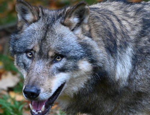 Umwelt­mi­nis­te­ri­um bestä­tigt Fund von totem Wolf